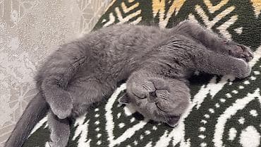 pisik cutlesme: Şotland, Ünvandan götürmə — 2