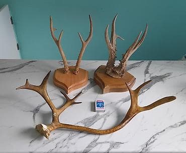 клык волка купить в бишкеке: Maral və Cüyür buynuzları 3-ü birlikdə cəmi = 150 azn. ünvan : metro — 1