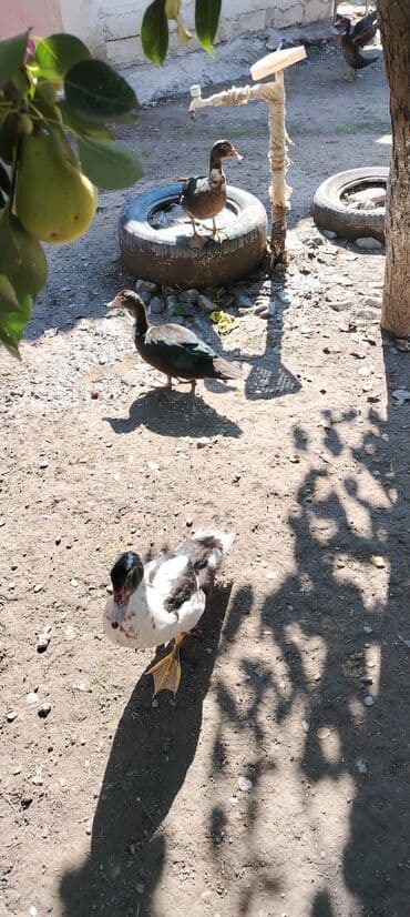 HƏR Növ lal ördək sortu satılır. Lal ördək yaxşı çəkili olur. 35 — 8