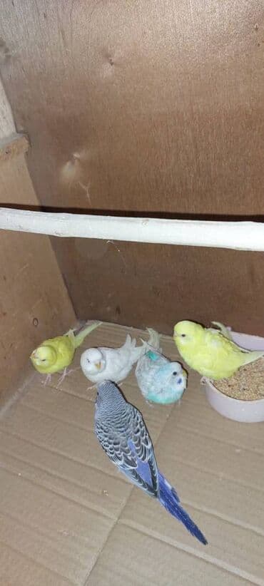 Proton: Tutuquşular Gəncə şəhərindədi, öz quşlarımın balalarıdı. tək tək 10 — 4