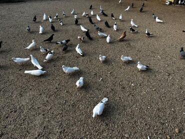 anqut quşu: Məhsul: Baxımlı ev göyərçinləri dəsti Təsvir: - Fərqli rəng və — 1