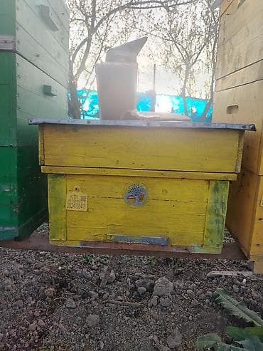 tagiyev qesebesi inek buzov: Ünvan Yevlax. Mavi sari yeşiklər 12 ramkaliqdir 10 Ədədir biri 55 — 4