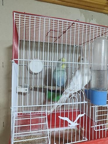 karella tutuquşu: Iki cüt bala verməyə hazır cüt. bir cütü 30manata. Savxoz Ramanada — 1