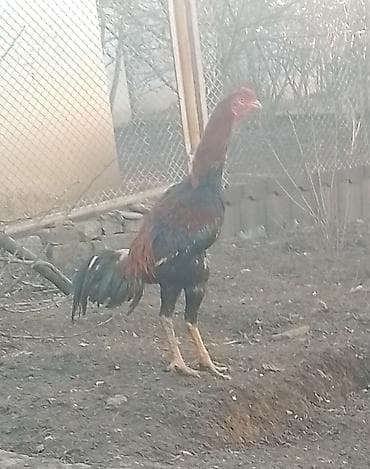 super alabay kl: Təsvir: - Uzunboyun, güclü bədən quruluşuna malik xoruz - Rəng: tünd — 1