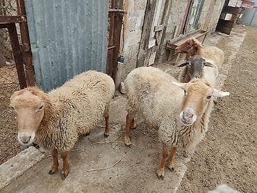 Akvariumlar: Dişi, il: 2 — 2