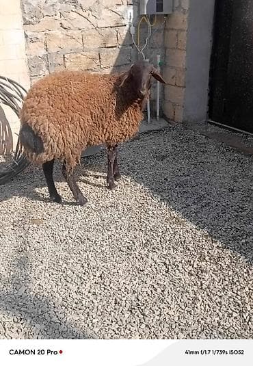 Gəmiricilər: Qoyun – yerli quyruqlu tip - Cins tipi: yerli (quyruqlu), qara — 5