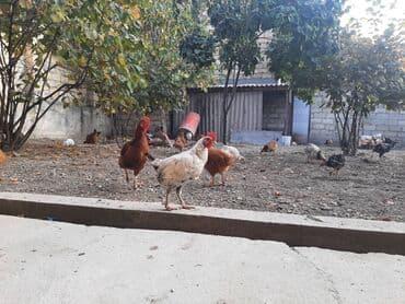 pişik su wabı: Ağ rəngli yapon xoruzu — 2