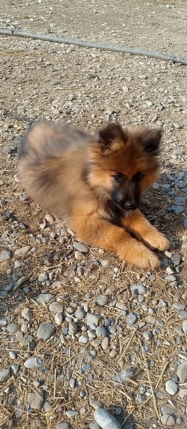 kanqal dişi: Alman çoban iti, 2 ay, Dişi — 1