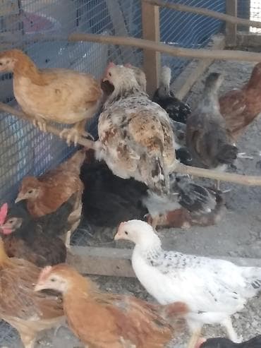 pekines satisi: Salam kənd cűcələri satlır 30 ədəddir 50 gűnlűkdűrlər çoxu xoruzdur — 2