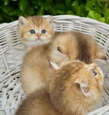 qızıl baliq: Qızıl şinşilla — 4