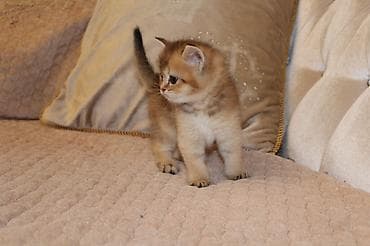 Digər heyvanlar: Qızıl şinşilla, Erkək — 3