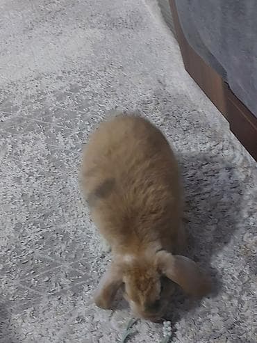 Dovşan karlik lop ailesindən sallaq qulaq qızılı rəng