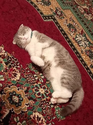 pişik ləvazimatları: Şotland yastı qulaq — 2