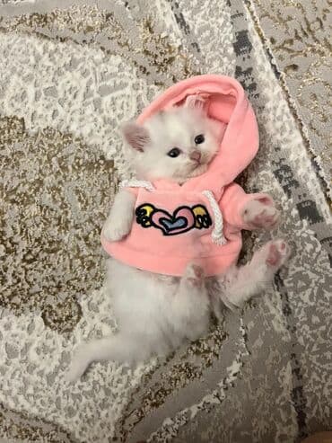 alisanın pişiyinin adı nə idi: Şinşilla, Ünvandan götürmə — 1