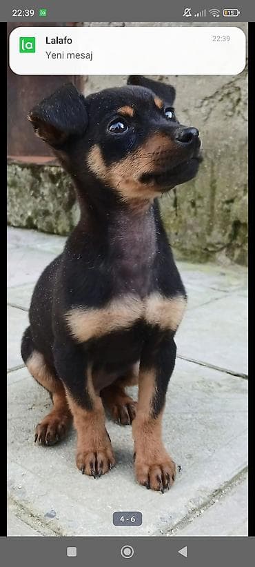 Satilir 3 ayliqdi peyvəndi bir dəfə vurulub evi və xaltasi ustundə