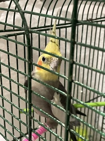 cuce adi: Nimfa (Cockatiel) – ev quşu Adını diyir fit calır Adı koko - Növ — 2