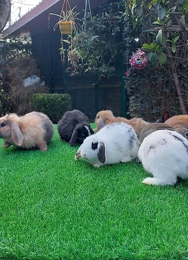 dovşan qəfəsləri: Wekilde gorduyunuz xolandski lop balalar satilir mini 4 ay — 6