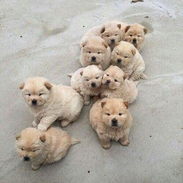 сколько стоит щенок: Çau-Çau — 2