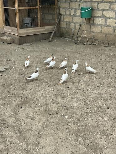 Göyərçinlər: Salam Alokum bu sekilde gorduyunuz kusdarin balalari satlir pecat — 5