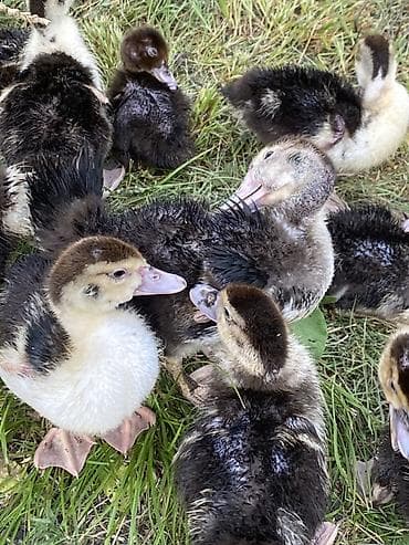 en yaxsi bugda sortu: Musk ördəyi (indo duck) cücələri - Cins: Muskoviy (misk ördəyi) – — 4