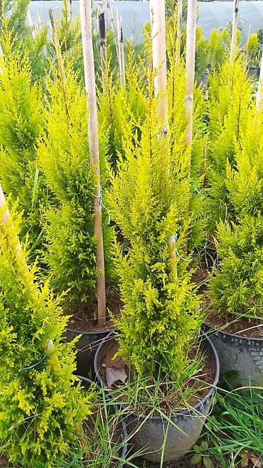 восковые свечи в баку: Limonni yolka 70 sm boylari var sifariş üçün əlaqə saxlaya bilərsiz — 1