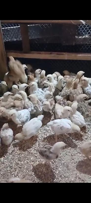 Gəmiricilər: ALLAH Hərkəsin 2 manat 50 qəpiy Malına Mulkunə Bərəkət Versin 20 — 3