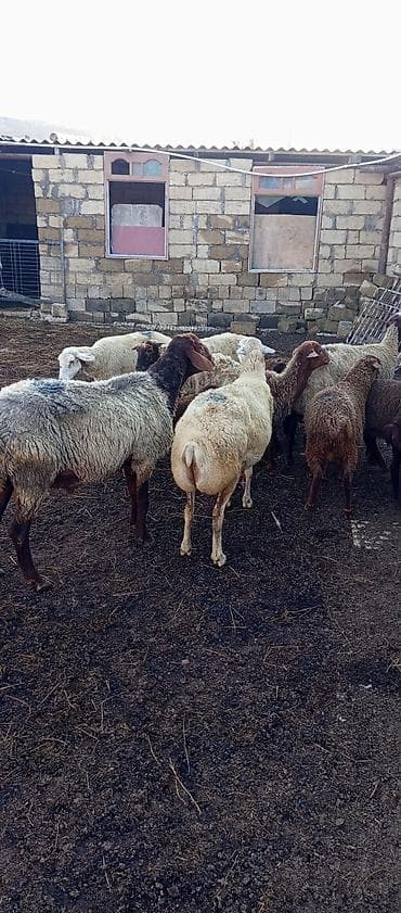 С/х животные и товары: Qoyun sürüsü satılır – qaragül və qarabaş tipli yerli ət‑yağ — 1