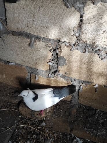 Птицы: Məhsul:Salam damazlıq sağlam bala verən quslarimdir, erkey oynaq göy — 5