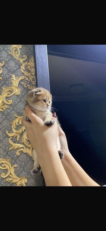 сколько стоит котенок: Британская — 2