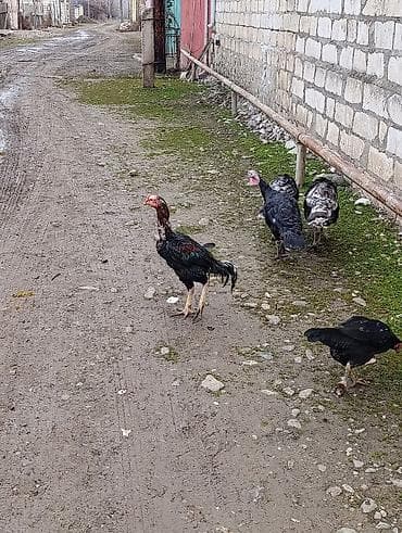 en yaxsi bugda sortu: Xoruz, il: 2, Ödənişli çatdırılma — 2