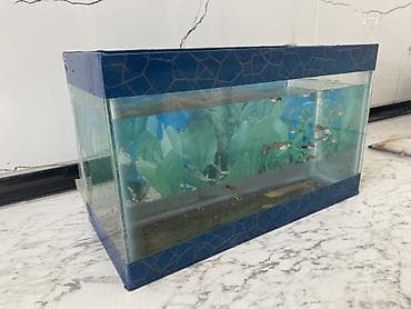 akva: Dördbucaq akvarium, Balıqlarla birlikdə, 6 l, Ünvandan götürmə — 6