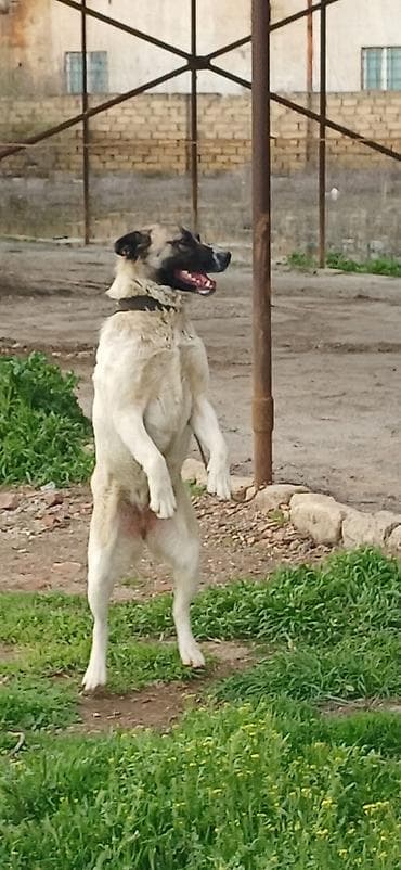 etibarli elere verilir: Qurdbasar, 10 ay, Dişi, Peyvəndli — 3