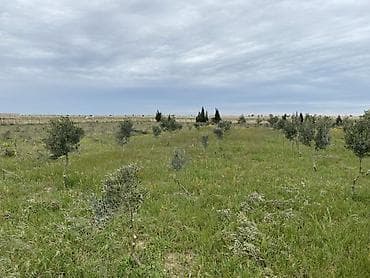 torpa: 8 sot, Kənd təsərrüfatı, Mülkiyyətçi, Bələdiyyə — 2