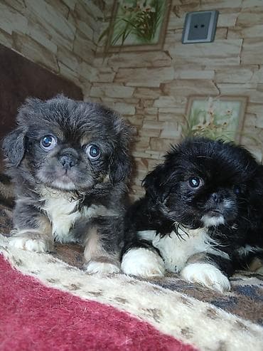 heyvanlar: Pekines — 2