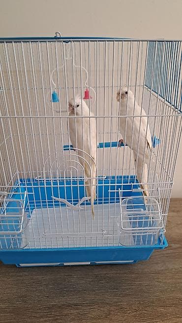 Heyvanlar: Ağ rəngli iki nimfa (cockatiel) quşu ilə birlikdə qəfəs dəsti — 2