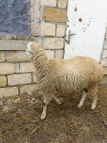 qoyun quyruğu: Erkek quzu satılır — 1