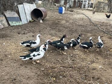 Heyvanlar üçün mallar: Lal ördək 7 dene erkek dişidi cekileri 1.900 2.500 arasıdı qiymet — 1