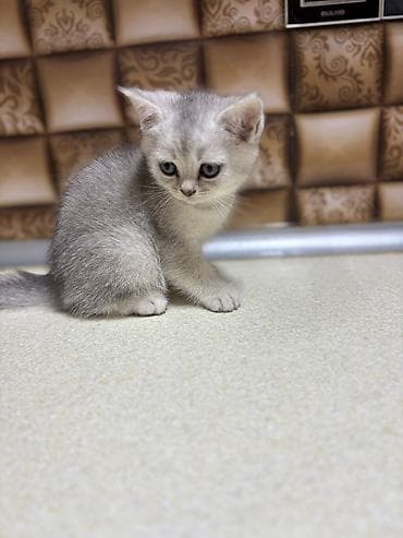 shotland pişik: Şotland — 5