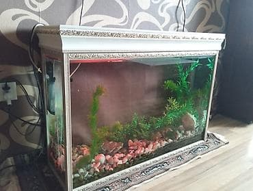 Dördbucaq akvarium, Balıqlarla birlikdə, 250 l, Ünvandan götürmə