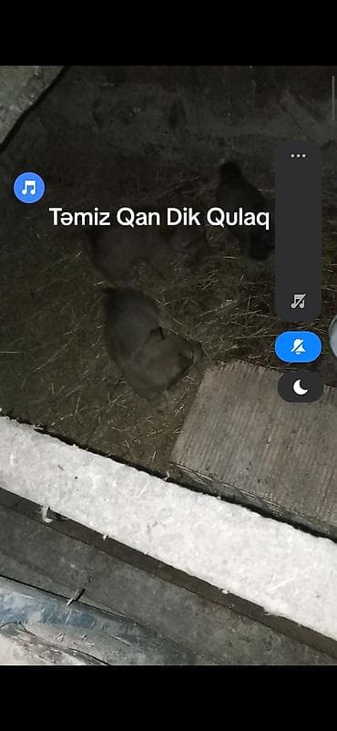 Təmiz qan “dik qulaq” balalar zvanok küçüklər - Cins: yerli “dik
