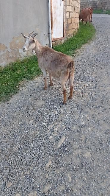 pisik cinsleri: Məhsul: Keçilər (törəmə və süd üçün uyğun) Təsvir: - Şəkillərdə bir — 2