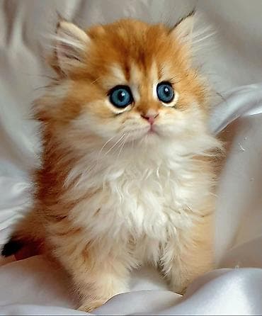 golden retviever: Erkək, Ünvandan götürmə — 4