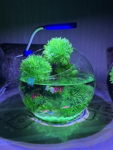 Yumru akvarium, Balıqlarla birlikdə, 5 l, Pulsuz çatdırılma lalafo.az -da Yumru akvarium, Balıqlarla birlikdə, 5 l, Pulsuz çatdırılma