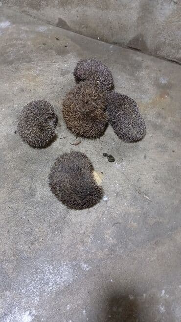 купить домик для кота: Məhsul: Kirpi (canlı) Təsvir: - Şəkildə gördüyünüz canlı kirpi, sıx — 3