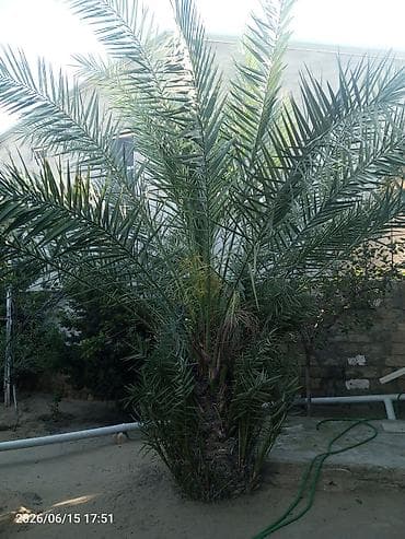 etirsah bitkisi: Xurma (xurma xurması) ağacı – dekorativ və məhsuldar landşaft bitkisi — 1