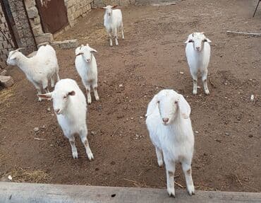 kişi keçə şap şapları: Ağ rəngli gənc keçilər – kiçik sürü - Növ: yerli süd və ət — 3