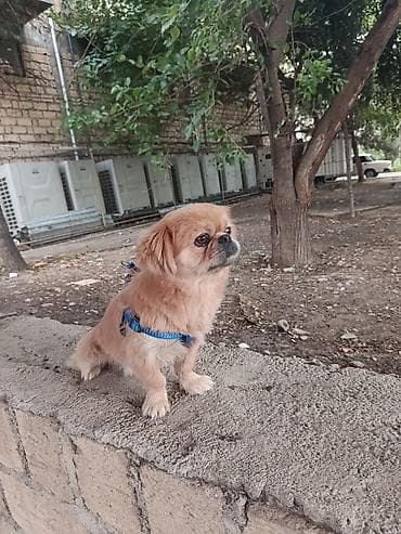 ucuz pekines satilir: Cins: Pekinges (Pekingese) Rəng: açıq qəhvəyi/qızılı Cinsiyyəti: erkək — 3