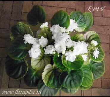 bənövşəyi gül şəkilləri: 5,6 m starter — 5