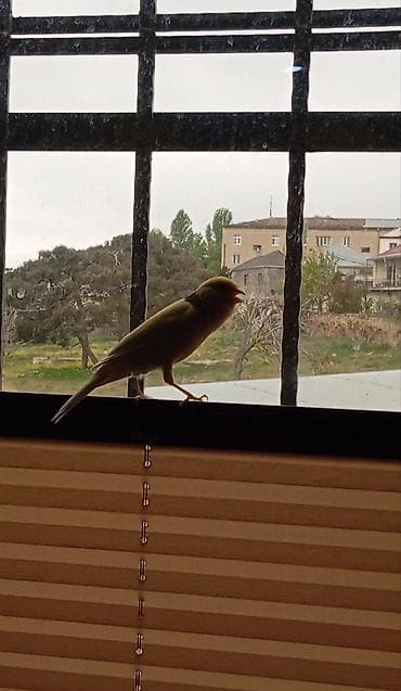 bulbul kanareyka: Bülbül cavan ərkək bütün günün oxyur qiymət sondur qiymətə görə — 3