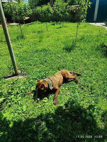 Pitbul, 1 il, Erkek, Peyvəndli